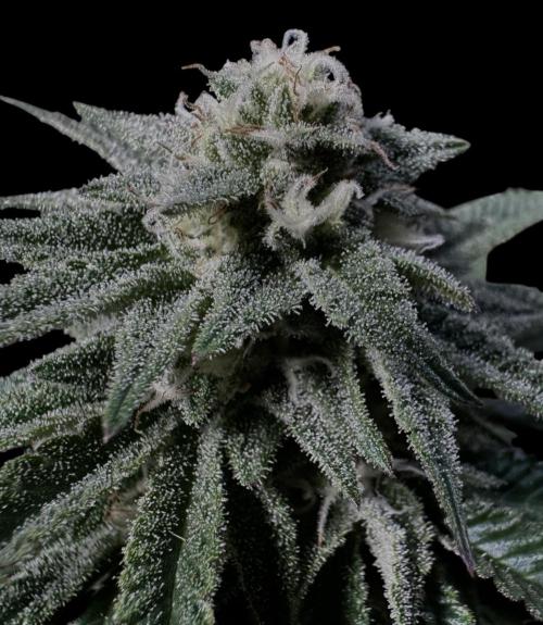 Delicious Cookies #3. Week 12