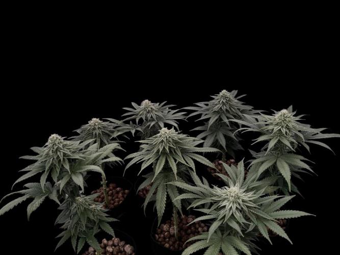 DeliciouS Cookies 11x. Week 10