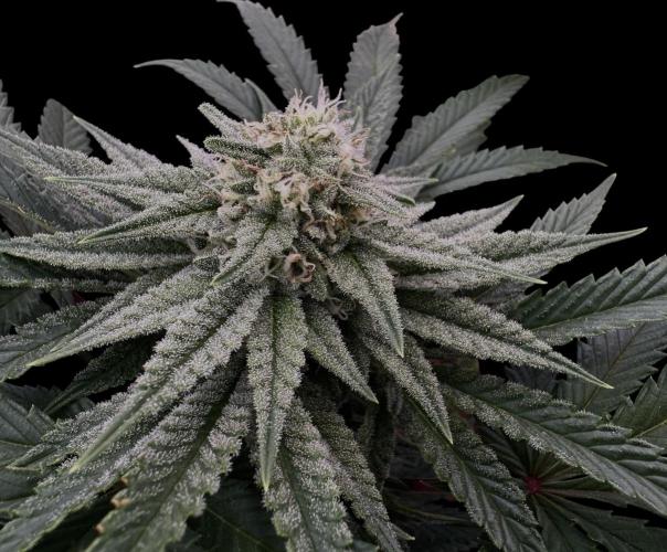 DeliciouS Cookies 11x. Week 10