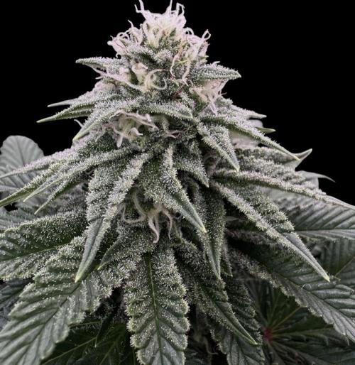 DeliciouS Cookies 11x. Week 10