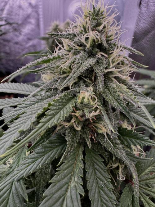 Sunset Sherbet Go Fast. Week 18