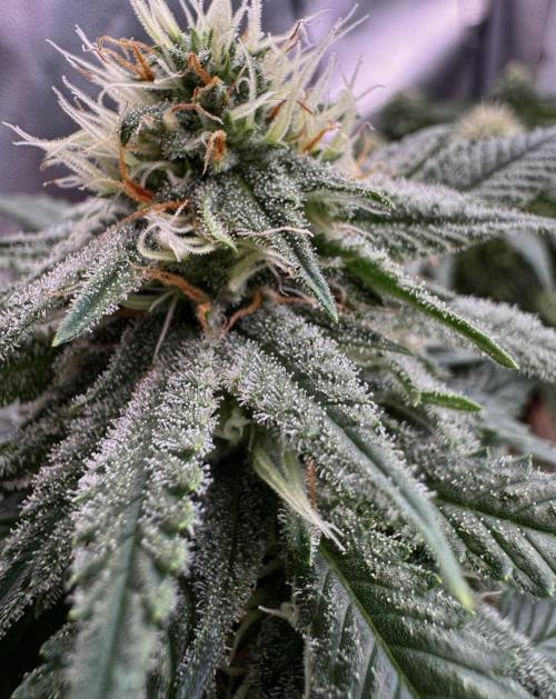 Sunset Sherbet Go Fast. Week 18