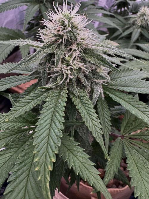 Sunset Sherbet Go Fast. Week 18
