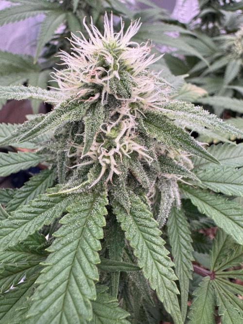 Sunset Sherbet Go Fast. Week 18