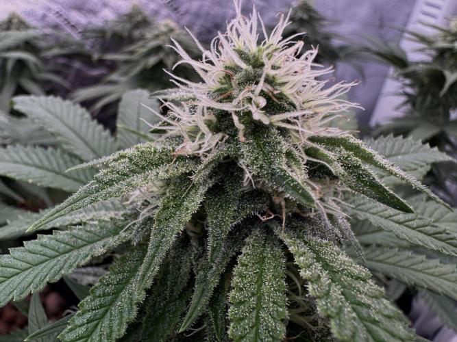 Sunset Sherbet Go Fast. Week 18