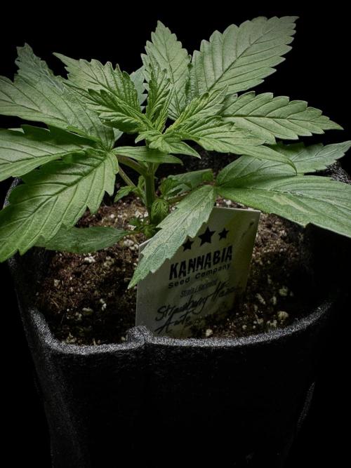 Strawberry Haze Auto. Week 3