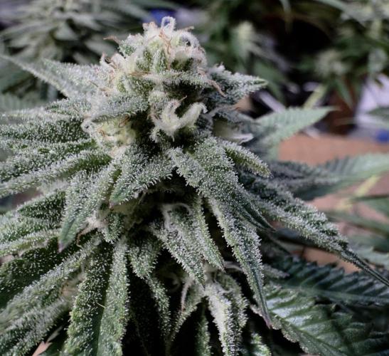 Delicious Cookies #3. Week 12