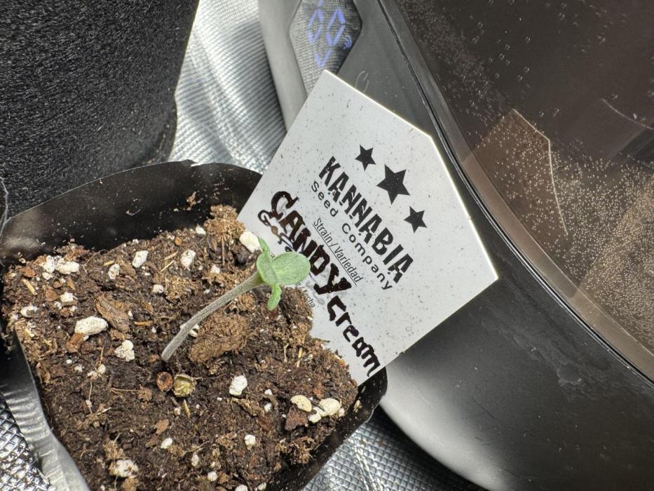 Candy Cream Go Fast. Week 1