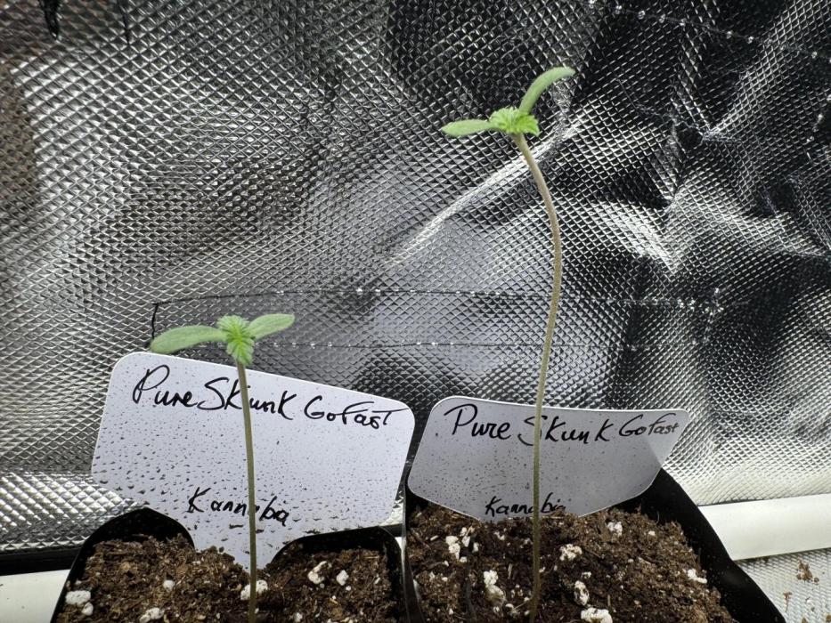 Pure skunk Go Fast. Week 1