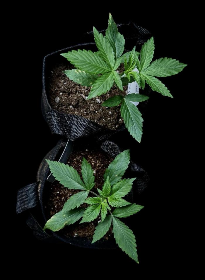 Sour Diesel. Week 3