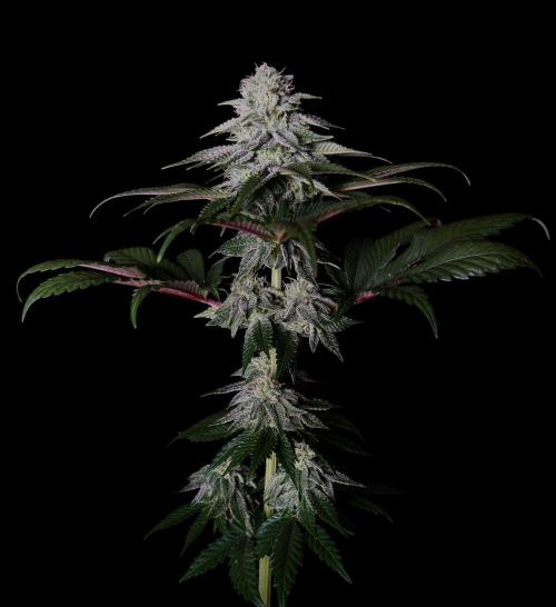 DeliciouS Cookies 11x. Week 10