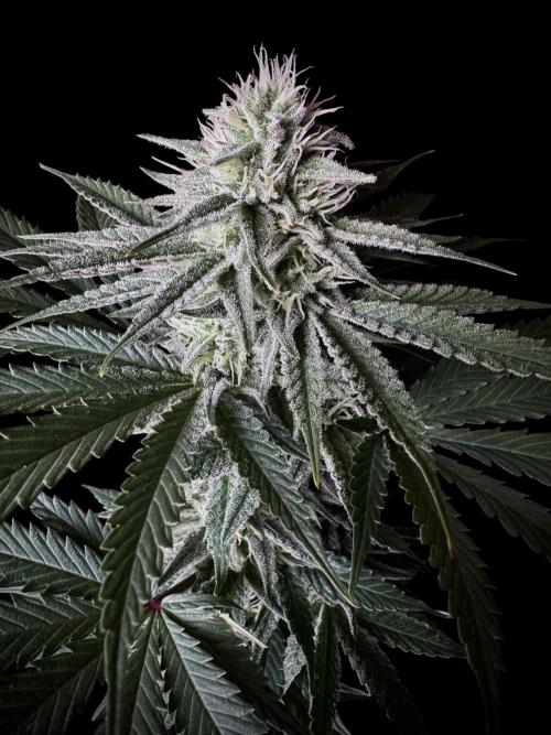 DeliciouS Cookies 11x. Week 10