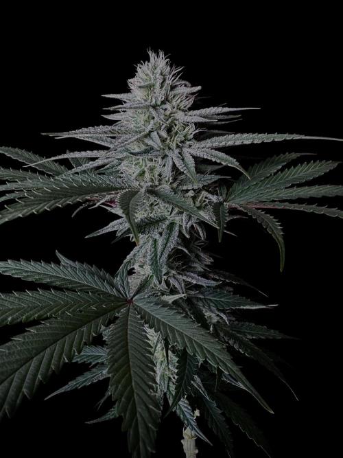 DeliciouS Cookies 11x. Week 10