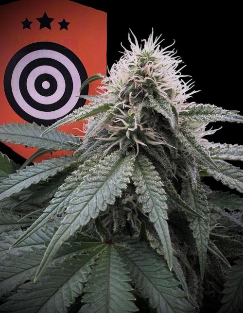 Sunset Sherbet Go Fast. Week 18