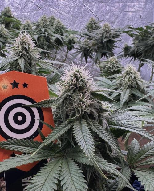 Sunset Sherbet Go Fast. Week 18