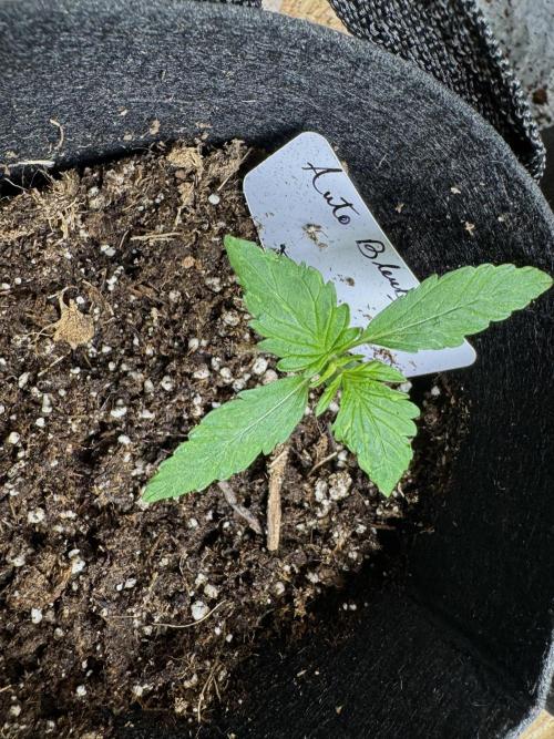 Auto Blueberry. Week 2