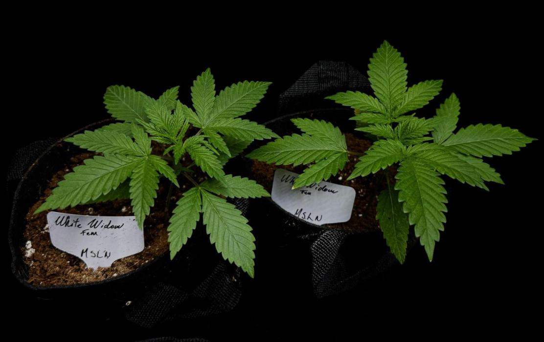 White Widow. Week 3