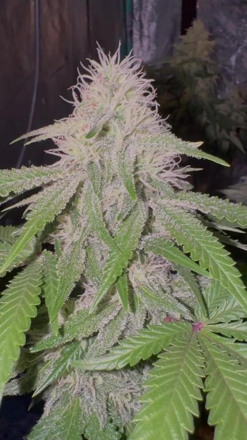 Sunset Sherbet Go Fast