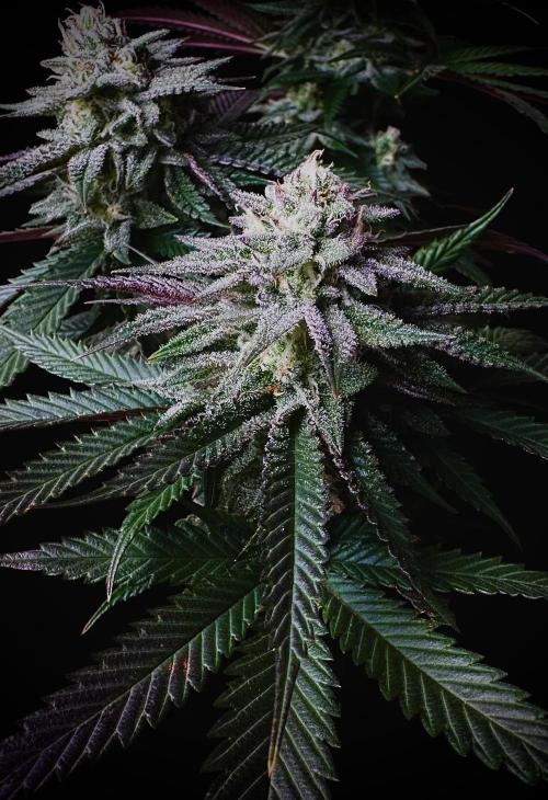 Delicious Cookies #3. Week 12