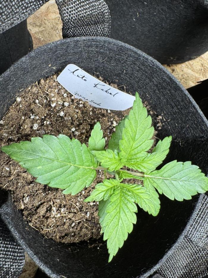 Auto Kabul. Week 3