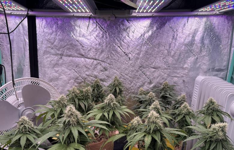 Sunset Sherbet Go Fast. Week 19