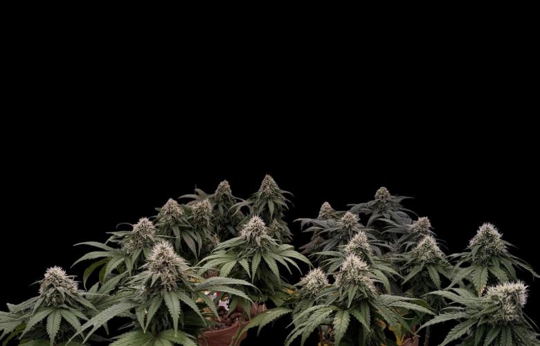 Sunset Sherbet Go Fast. Week 19