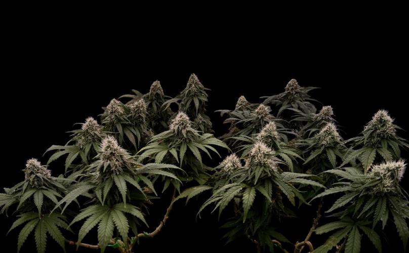 Sunset Sherbet Go Fast. Week 19