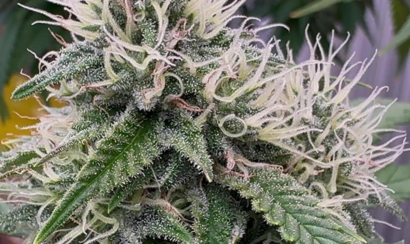 Sunset Sherbet Go Fast