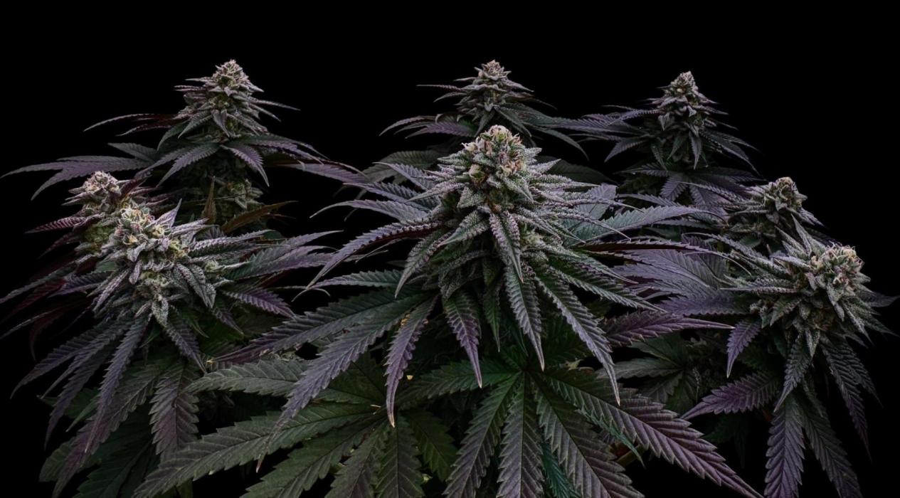 Delicious Cookies #3. Week 13