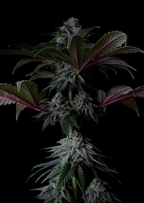 DeliciouS Cookies 11x. Week 11 - #1