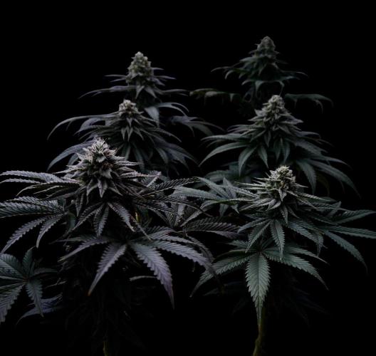 DeliciouS Cookies 11x. Week 11