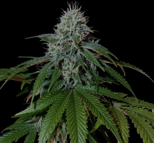 Sunset Sherbet Go Fast. Week 19