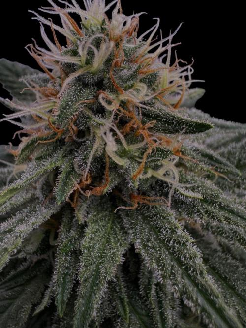 Sunset Sherbet Go Fast. Week 19