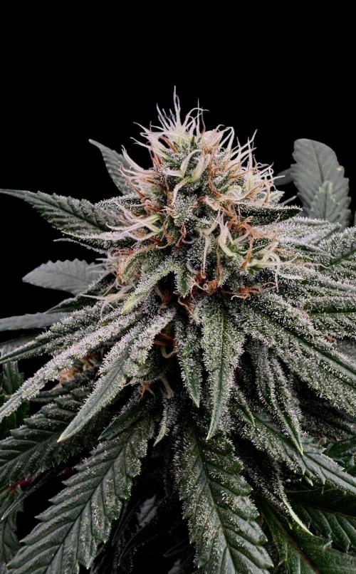 Sunset Sherbet Go Fast. Week 19