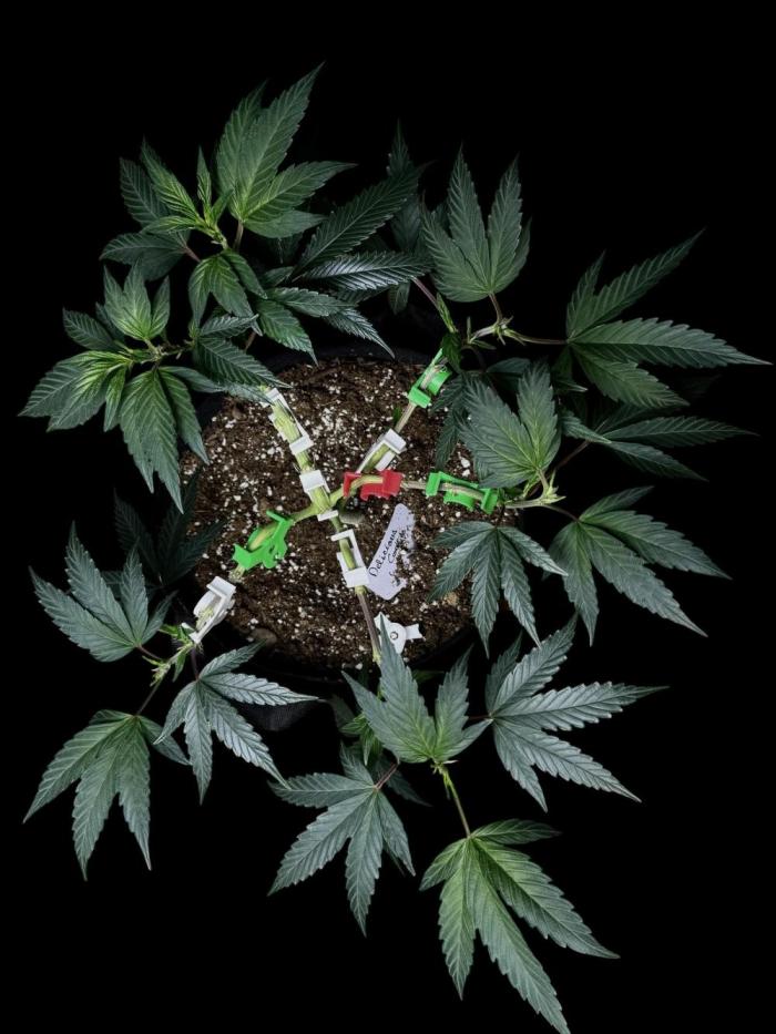 Delicious Cookies rêves. Week 11