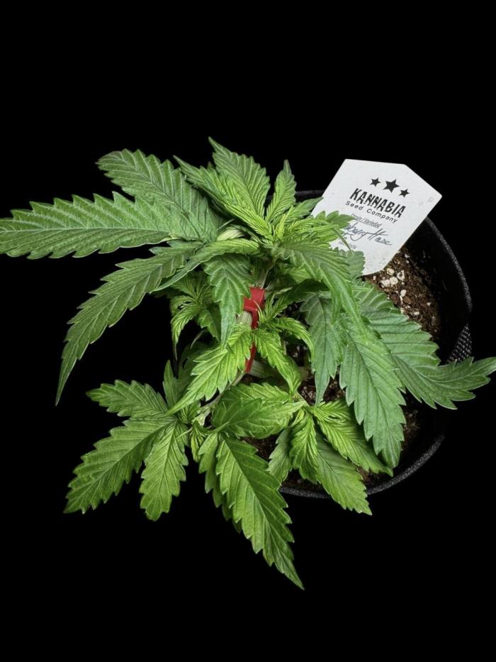 Strawberry Haze Auto. Week 4