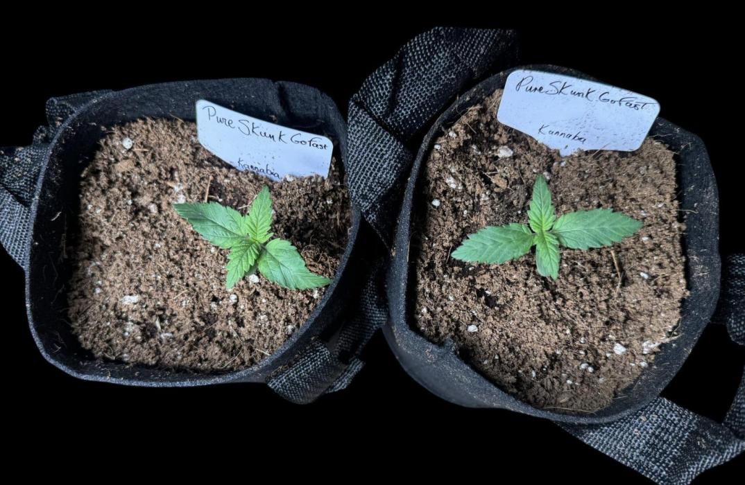 Pure skunk Go Fast. Week 2