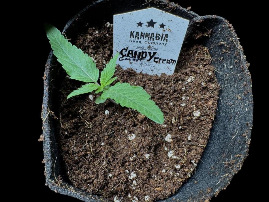 Candy Cream Go Fast. Week 2