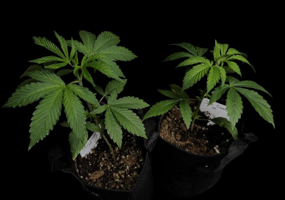 Sour Diesel. Week 4