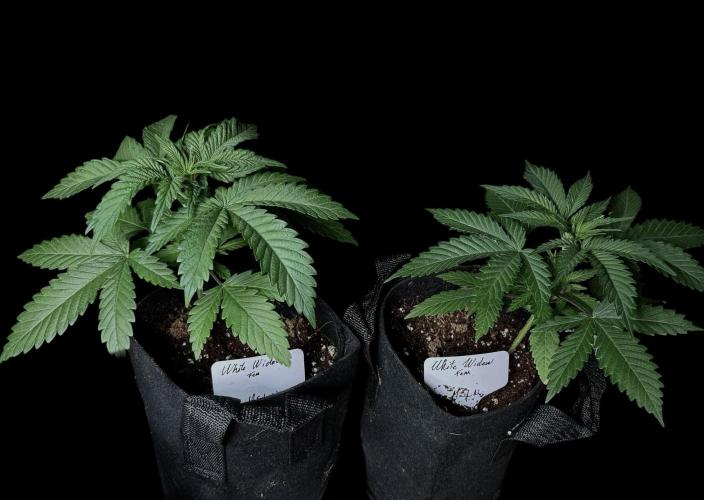White Widow. Week 4