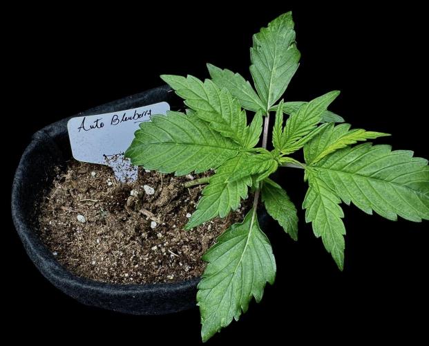 Auto Blueberry. Week 3
