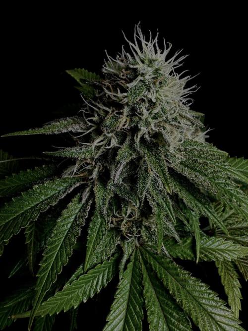 Sunset Sherbet Go Fast. Week 19