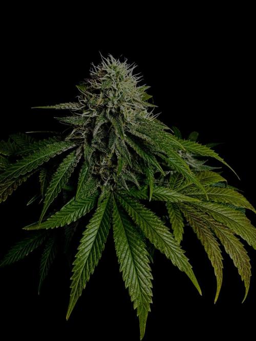 Sunset Sherbet Go Fast. Week 19