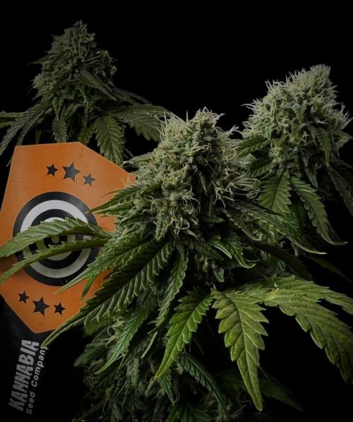 Sunset Sherbet Go Fast. Week 19