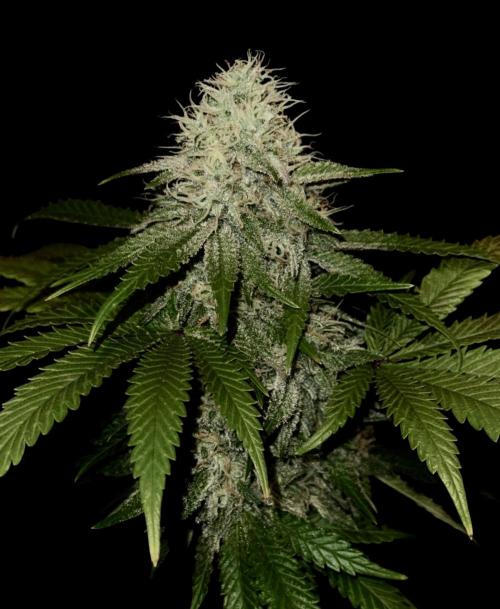 Sunset Sherbet Go Fast. Week 20
