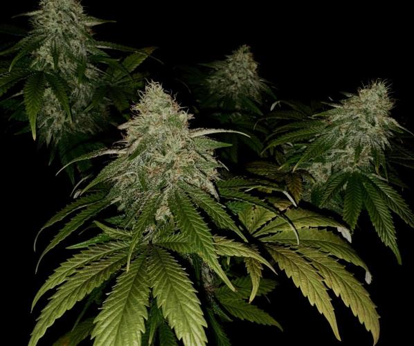 Sunset Sherbet Go Fast. Week 20
