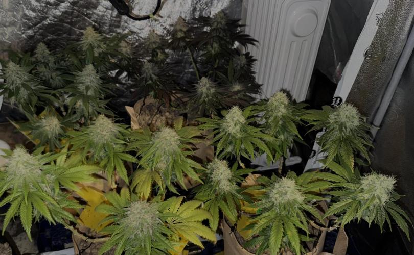 Sunset Sherbet Go Fast. Week 20