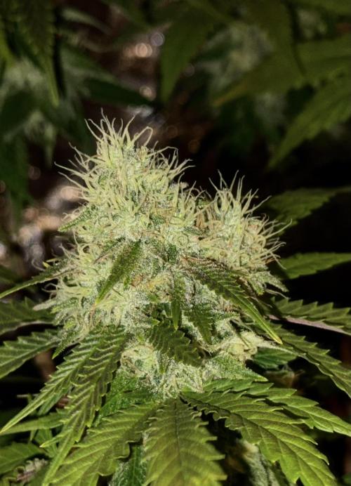 Sunset Sherbet Go Fast. Week 20