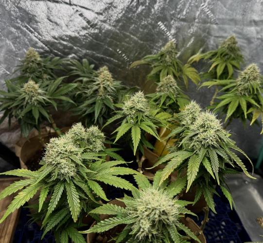 Sunset Sherbet Go Fast. Week 20