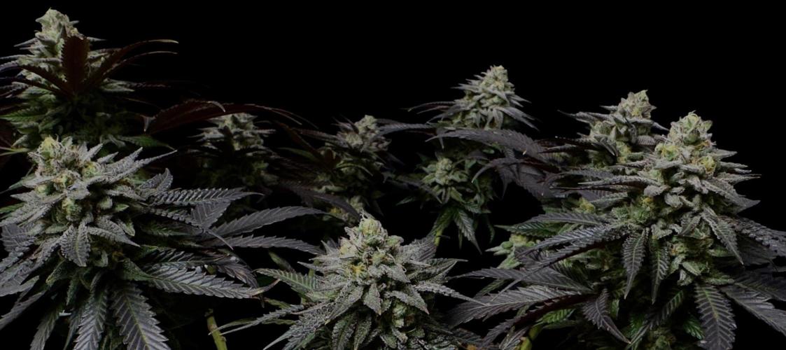 Delicious Cookies #3. Week 14